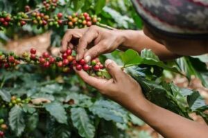 Organic Coffee