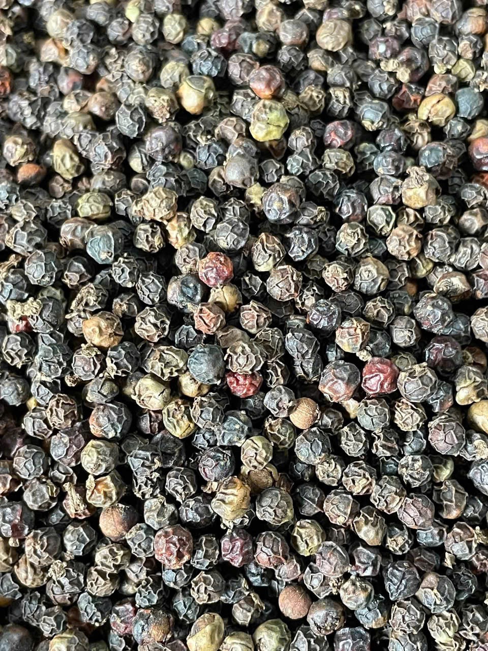 Black Pepper 580 MC