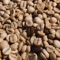 Alternative view of Organic Coffee